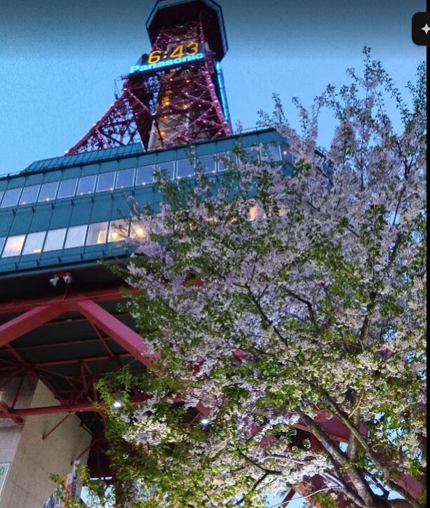 さっぽろテレビ塔と桜の写真(2026年4月末)