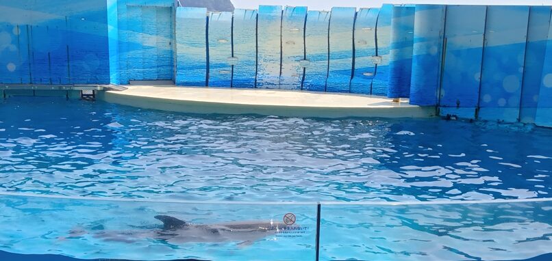 新江ノ島水族館イルカショー