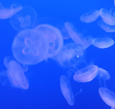 新江ノ島水族館クラゲ