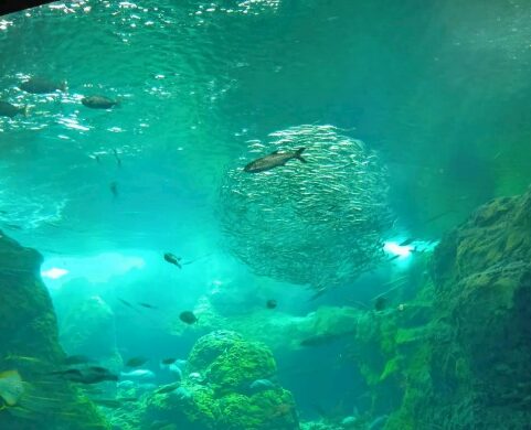 相模湾大水槽写真