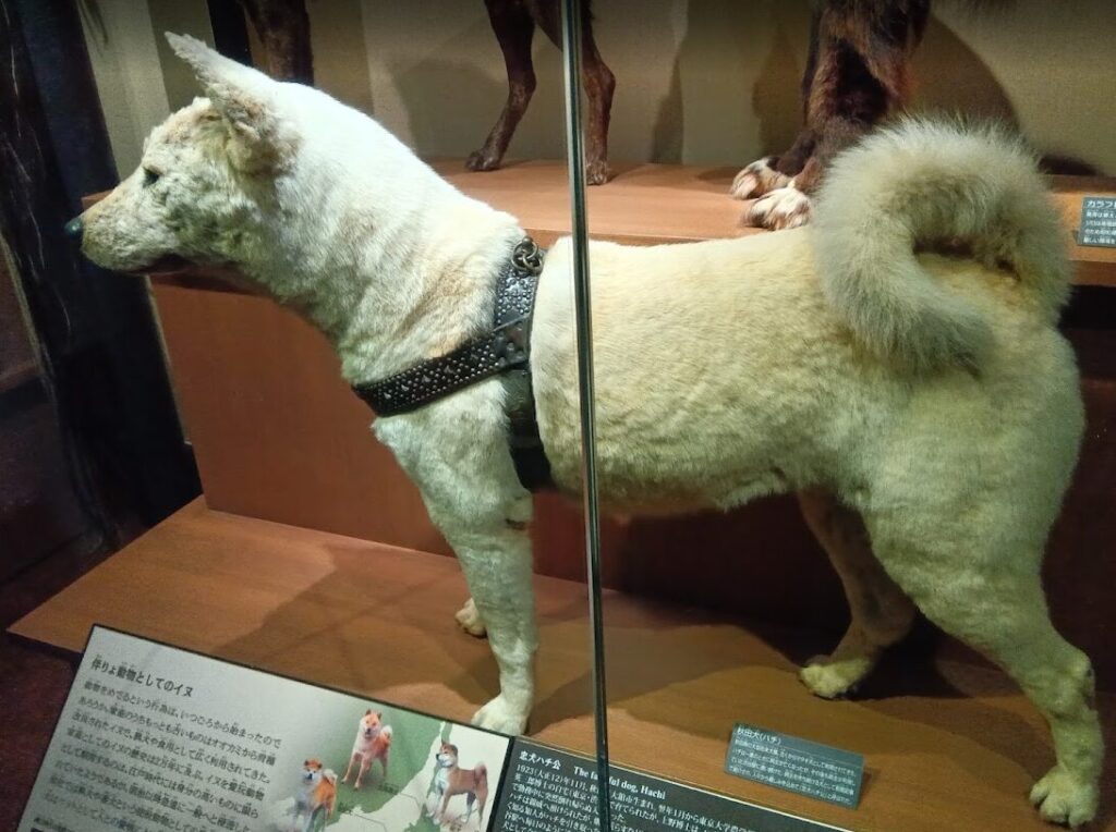 【日本館】忠犬ハチ公写真