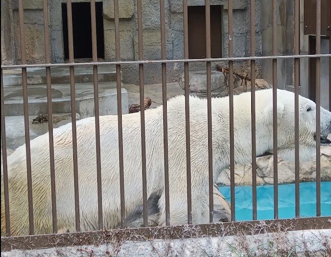 円山動物園 ホッキョクグマ
